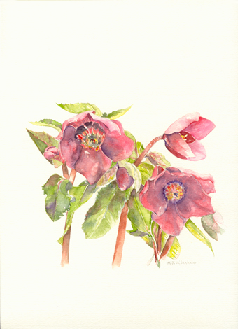 LentenRose2Lg