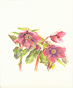 LentenRose2Sm