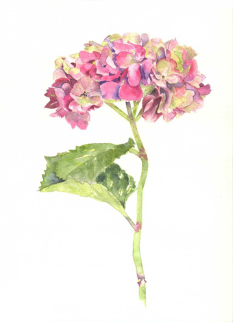 PinkHydrangeaLg