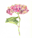 PinkHydrangeaSm